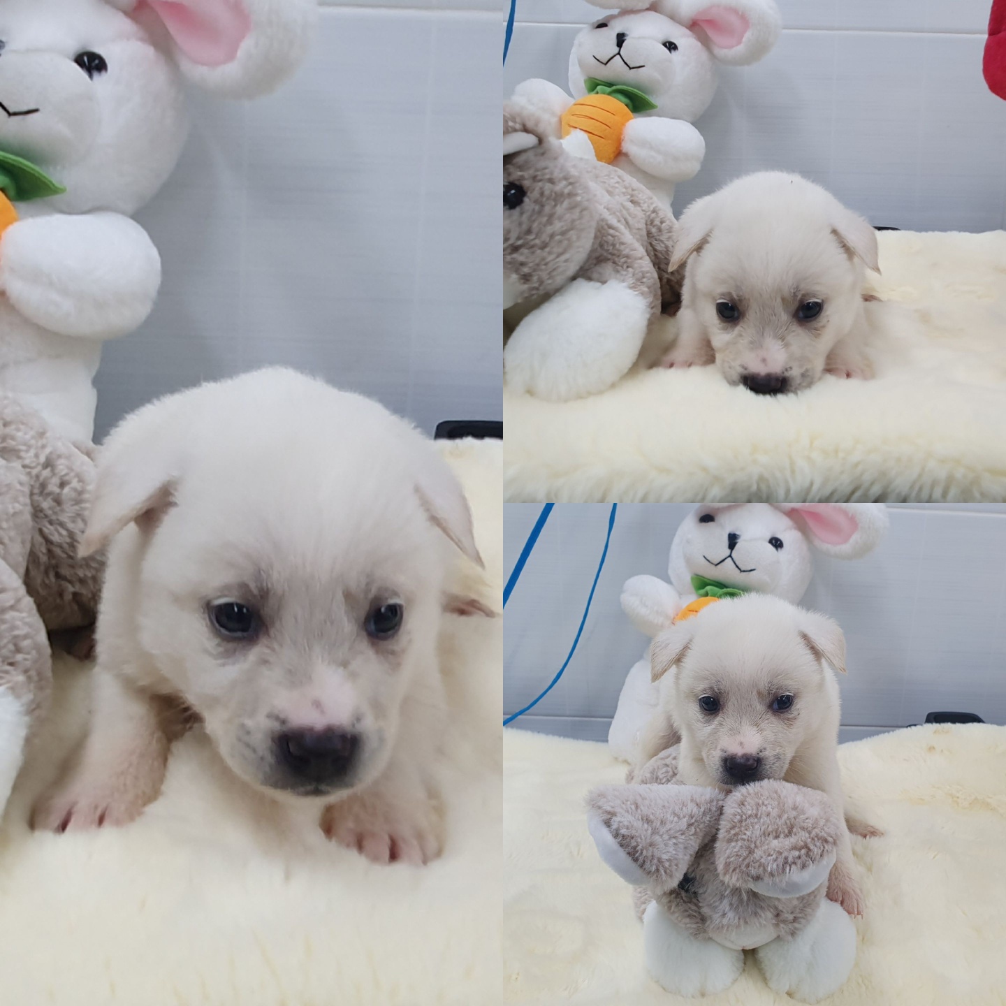 경주동물사랑보호센터_447505202400382